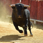 【Monthly Report】 Elephant FX Aggressive 2025年5月