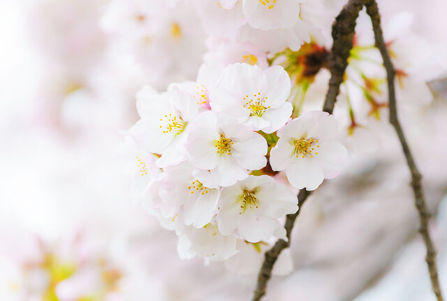2021春限定 プレミアムルルルン(桜の香り)