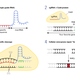 CRISPR/Cas9システムってなに？  －正確で効率がよく、なおかつ簡単なゲノム編集ツール－