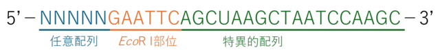 制限酵素認識配列付加プライマーの例