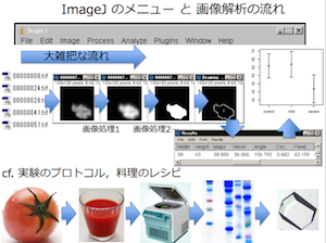 画像解析入門 Imagejの基本画面とメニュー構成 Imacel Academy 人工知能 画像解析の技術応用に向けて エルピクセル株式会社