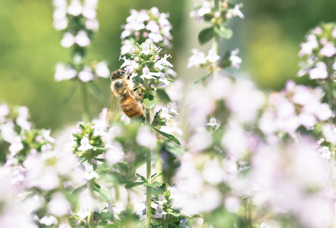 気になるHoney系、結局どれがいいの・・・?