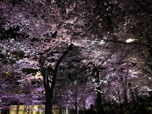 sakura
