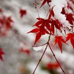 雪の日の着物でのお出かけ、お悩み軽減させる工夫まとめ