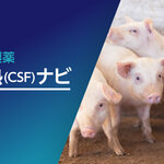 豚熱（CSF）ナビ
