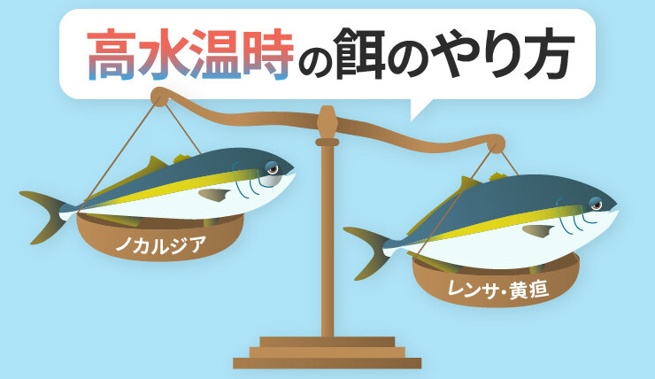 高水温時の餌のやり方