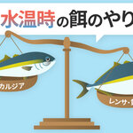 高水温時の餌のやり方