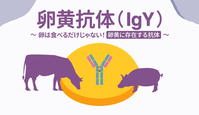 卵黄抗体（IgY）〜卵は食べるだけじゃない！卵黄に存在する抗体～