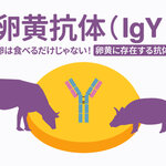 卵黄抗体（IgY）〜卵は食べるだけじゃない！卵黄に存在する抗体～