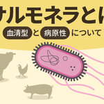 サルモネラとは ―血清型と病原性について―