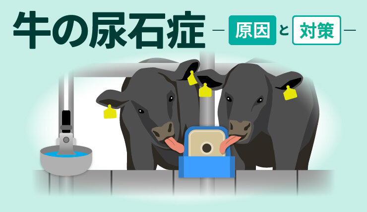 牛の尿石症 ―原因と対策―