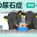 牛の尿石症 ―原因と対策―