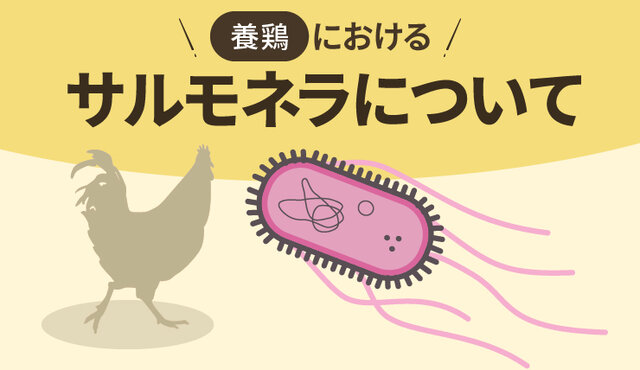 養鶏におけるサルモネラについて
