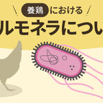 養鶏におけるサルモネラについて