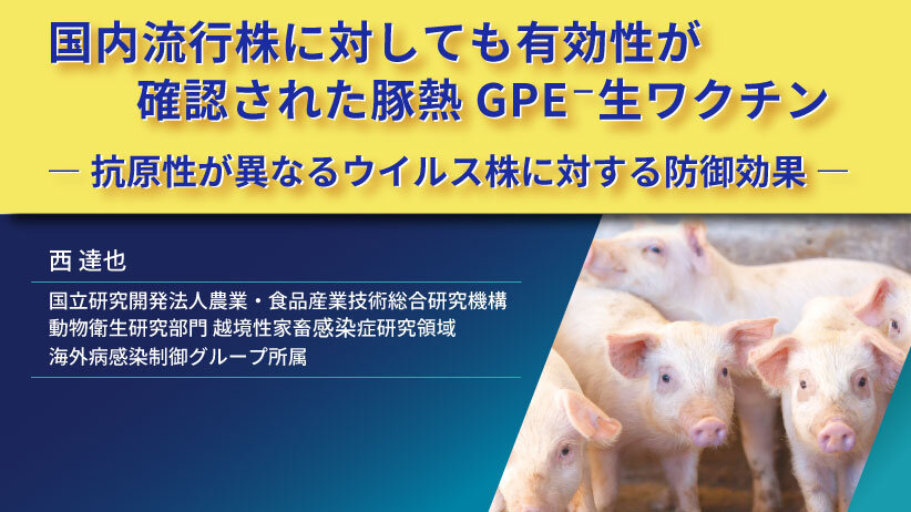 国内流行株に対しても有効性が確認された豚熱GPE⁻生ワクチン― 抗原性が異なるウイルス株に対する防御効果 ―
