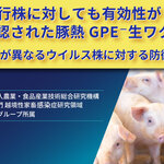 国内流行株に対しても有効性が確認された豚熱GPE⁻生ワクチン― 抗原性が異なるウイルス株に対する防御効果 ―