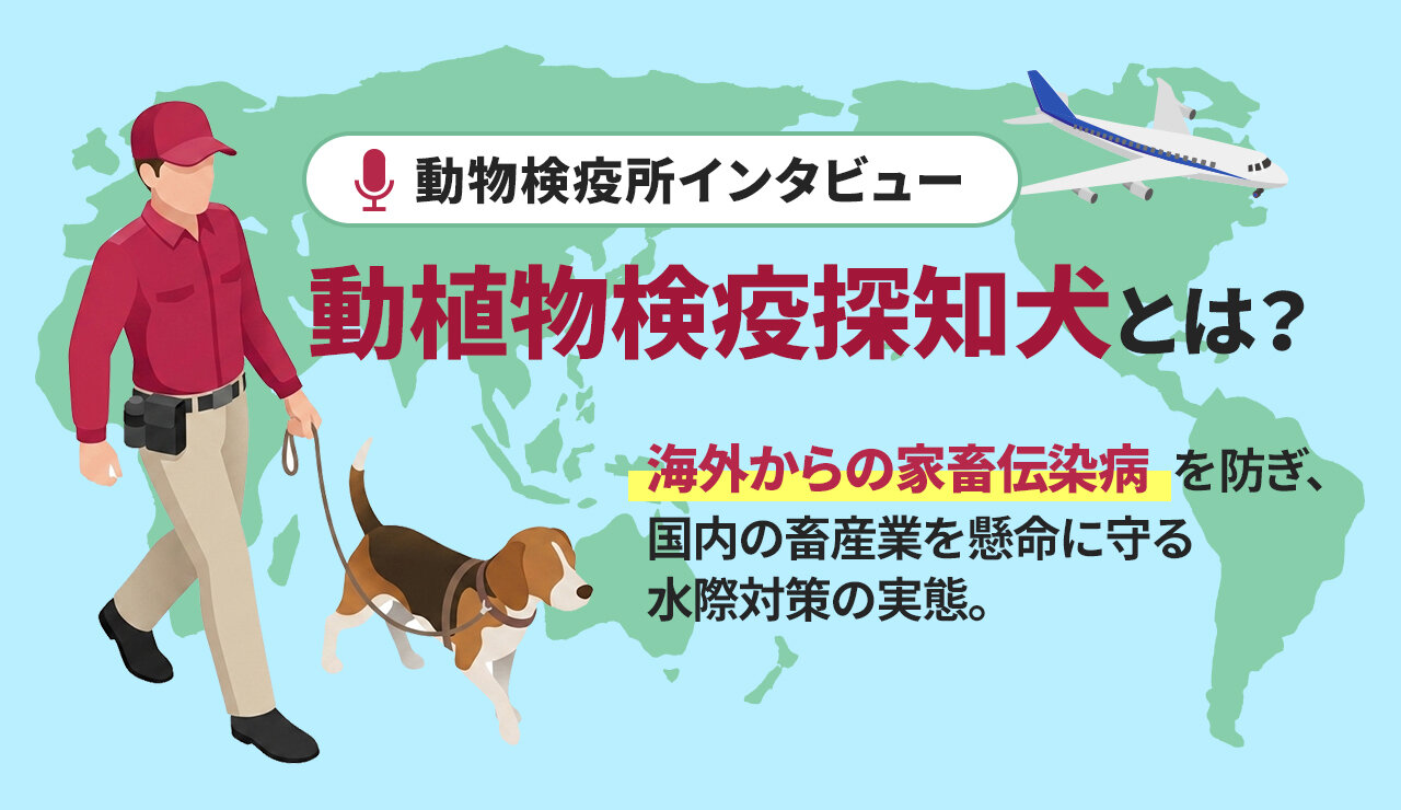 動植物検疫探知犬とは？日本の畜産を守る水際対策を動物検疫所に聞く