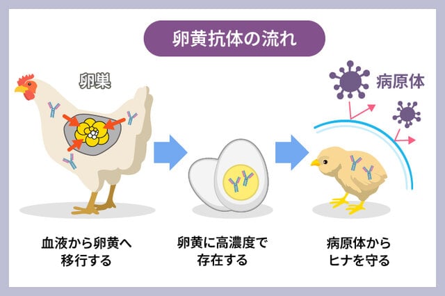 図2 鶏における卵黄抗体の働き