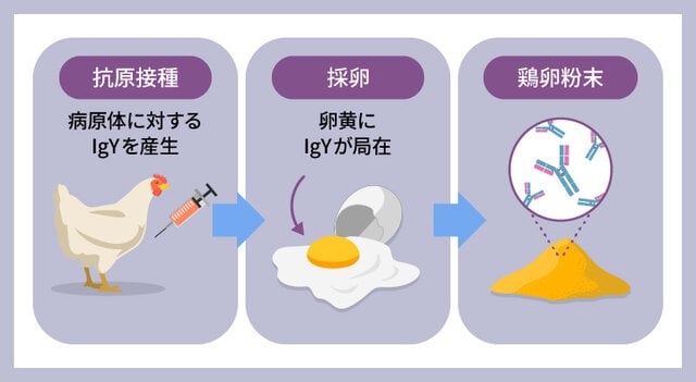 図3 卵黄抗体の作り方