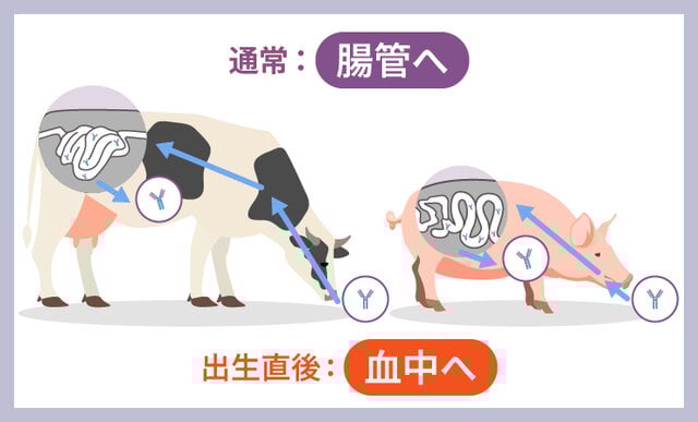 図4 家畜が卵黄抗体を摂取した場合