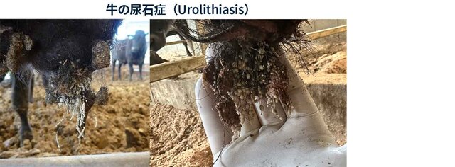 写真:牛の尿石症(Urolithiasis)