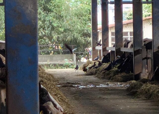 図1. 畜舎内で飼料を食べるカラス