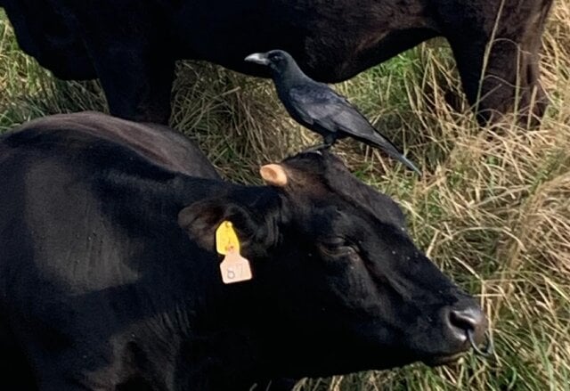 図2. ウシの背中に乗るカラス