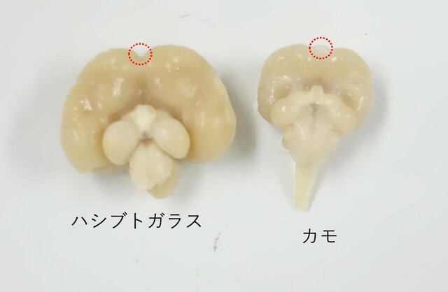 図1. カラスとカモの嗅球