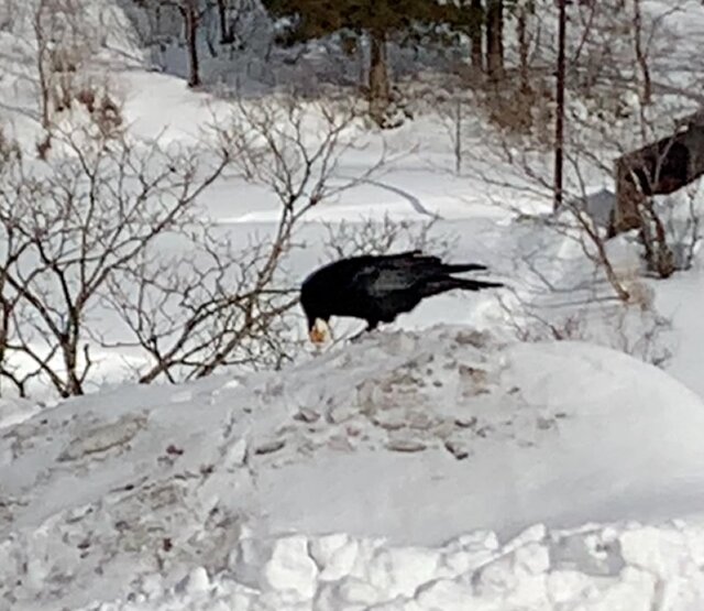 図2. 雪上で採餌するカラス
