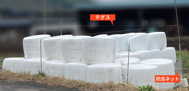 図3.テグス設置イメージ