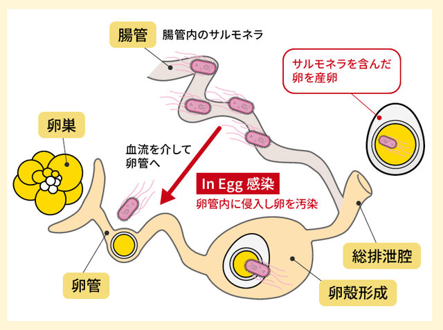図1. In Egg感染