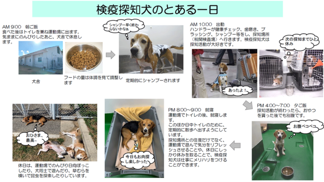 動物検疫所 検疫部様よりご提供資料 (8872)