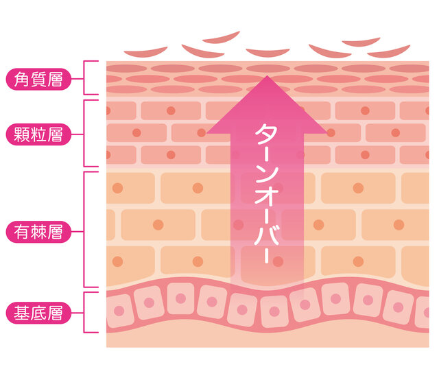 肌のターンオーバーを促進するための成分とは?