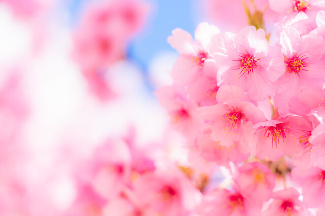 桜の香りのおすすめコスメ15選♡春気分で女子力がアップするアイテム