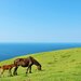頭皮に優しい馬油シャンプー人気7選をご紹介!保湿効果で健やかな髪へ - あなたのキレイのベースを作る