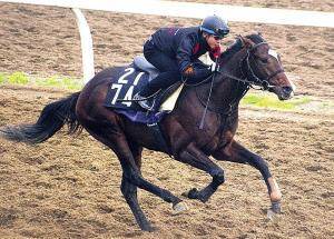 ナイママが東スポ杯2歳sに登場 川崎へ移籍後初の中央参戦 競馬ニュース Tv ナイママが東スポ杯2歳sに登場 川崎へ移籍後初の中央参戦 競馬ニュース Tv