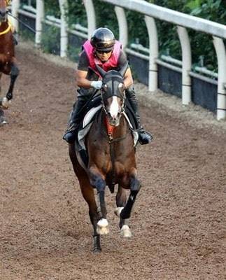 アルティマリガーレがローズsで試金石 連勝中の勢いを試す 競馬ニュース Tv