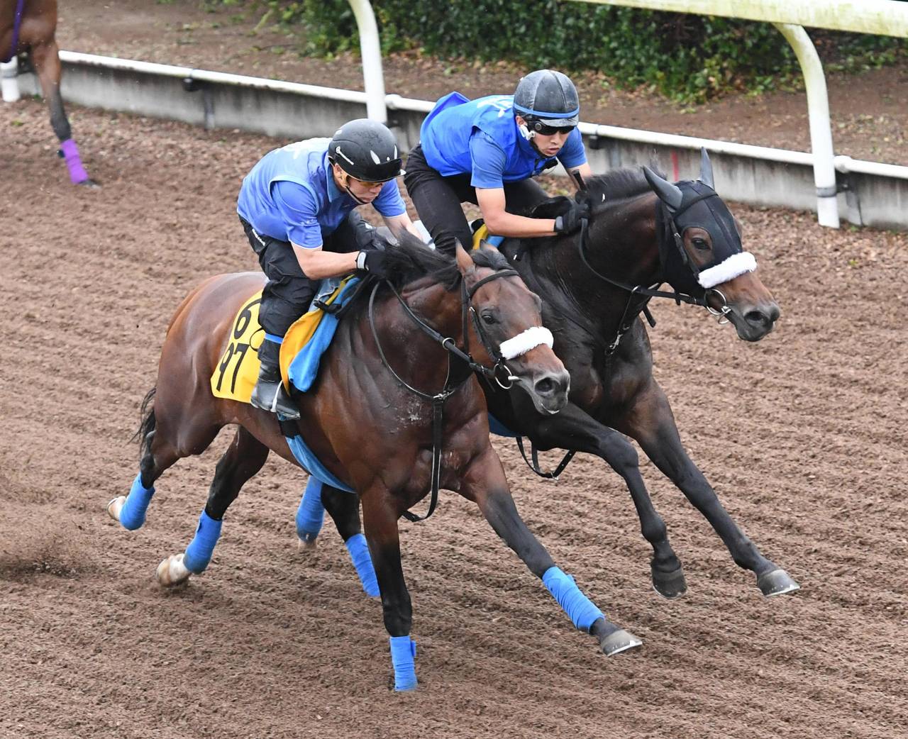 サトノキングダムが新潟記念でいよいよ重賞獲りへ 妹に続け 競馬ニュース Tv