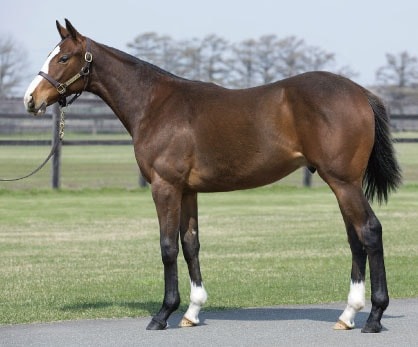 Pogは金子真人に倣え 17年世代の所有馬まとめ 競馬ニュース Tv