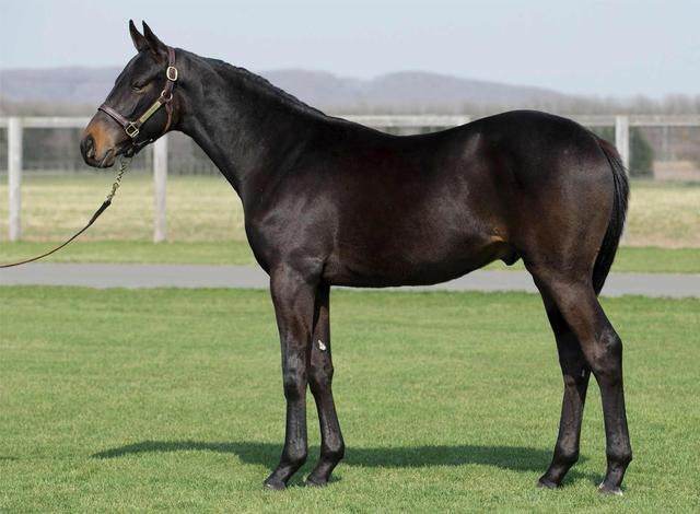 ワールドリープレジャー2014 馬名 カルトデュモンド を指名する 競馬ニュース Tv
