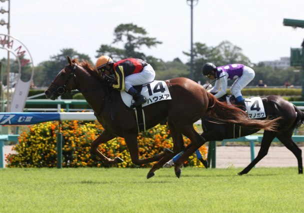動画 2016年11月3週注目出走馬まとめ 競馬ニュース Tv
