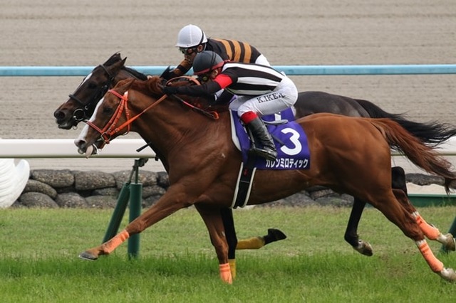 ヒカルアマランサス14 馬名 クインアマランサス を指名する 競馬ニュース Tv ヒカルアマランサス14 馬名 クインアマランサス を指名する 競馬ニュース Tv