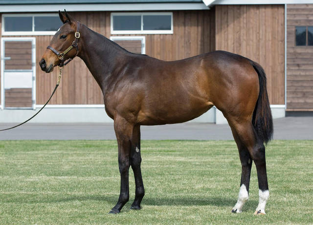 Pog 18 19年サンデーレーシング有力馬 一口馬主 競馬ニュース Tv