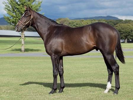 2018 2019年のpogの有力馬や注目産駒 公式編集部 競馬ニュース Tv