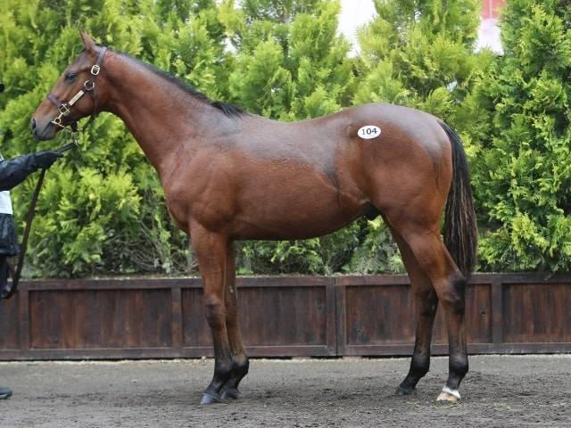 19 年のpogの有力馬や注目産駒 公式編集部 競馬ニュース Tv