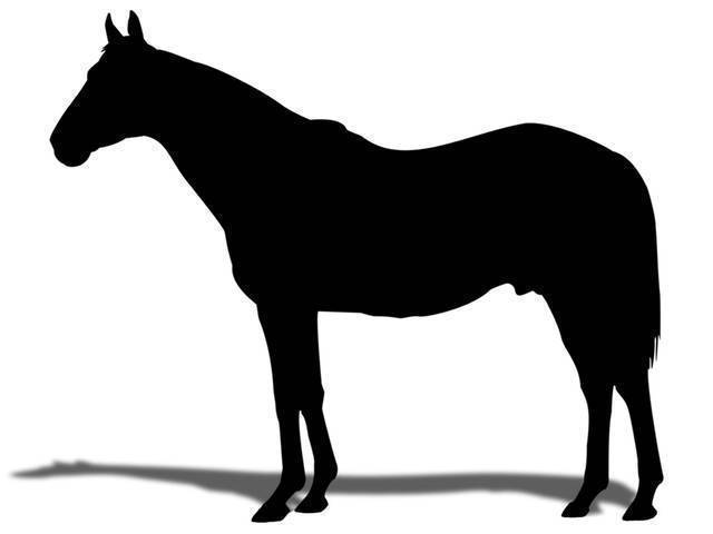 トロハが新馬戦で3着 名門一族の名に懸け今後の活躍を期す 競馬ニュース Tv