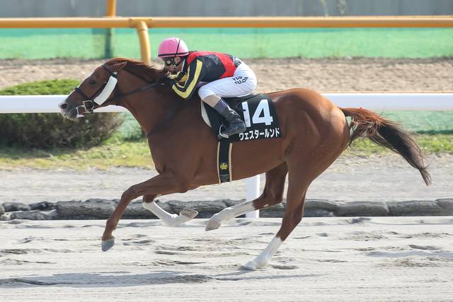 ウェスタールンドがみやこsで強引な競馬から3着好走も課題 競馬ニュース Tv