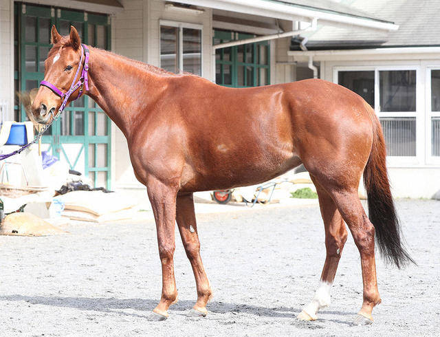 レッツゴードンキが阪神カップで4着 レース終了後に引退式 競馬ニュース Tv レッツゴードンキが阪神カップで4着 レース終了後に引退式 競馬ニュース Tv