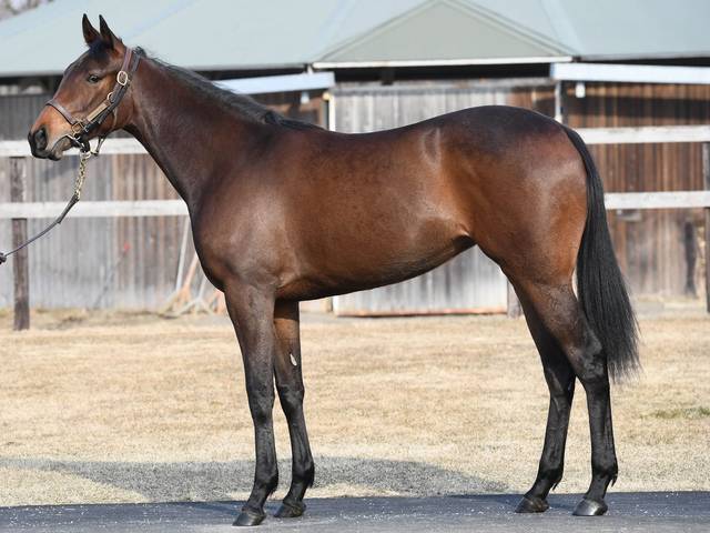 ルリエーヴル ライラックスアンドレース17 のpog情報 競馬ニュース Tv