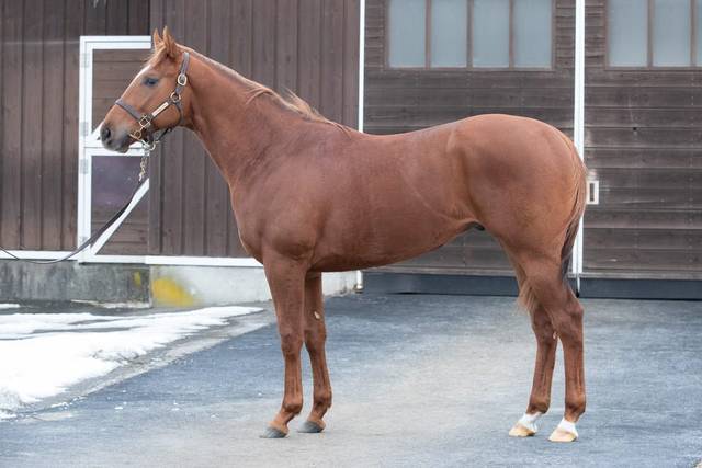 19 年のpogの有力馬や注目産駒 公式編集部 競馬ニュース Tv